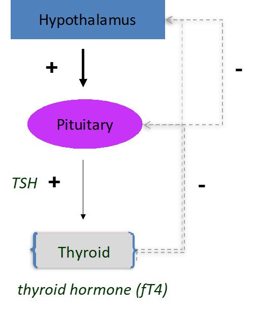 Hormone Dysfunction After Concussion - Concussion Care Centre of Virginia