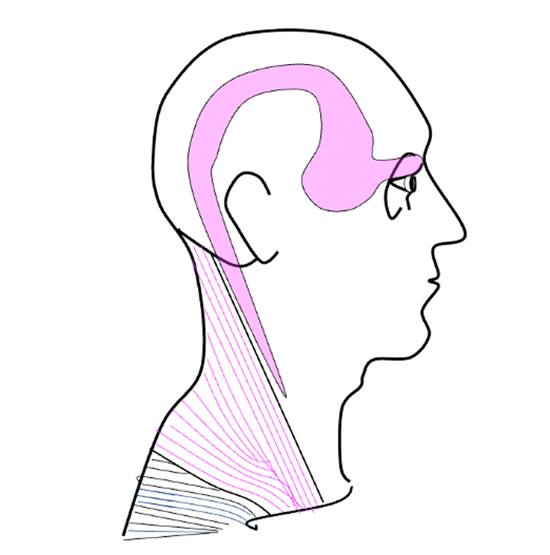 MUSCLE SPOTLIGHT Upper Trapezius Concussion Care Centre of Virginia